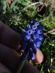 Muscari armeniacum