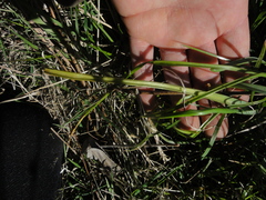 Muscari armeniacum