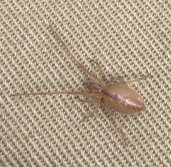 Cheiracanthium gracile