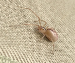 Cheiracanthium gracile