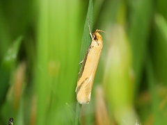 Philobota protecta