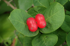 Lonicera chamissoi