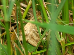 Helicoverpa punctigera