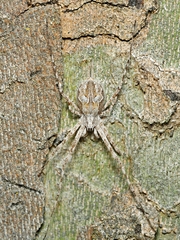 Tamopsis fickerti