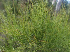 Leptomeria acida