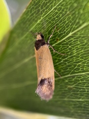 Merocroca automima