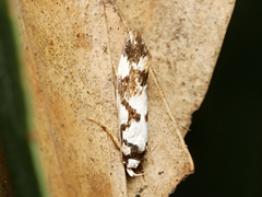 Machetis aphrobola