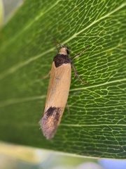 Merocroca automima