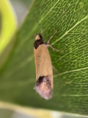 Merocroca automima