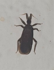 Tribelocephalinae