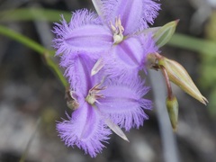 Thysanotus tenellus