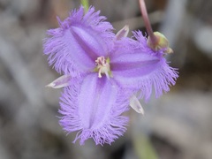 Thysanotus tenellus