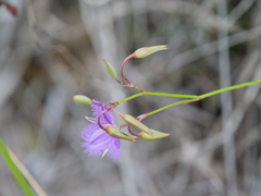 Thysanotus tenellus