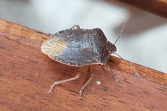 Palomena prasina