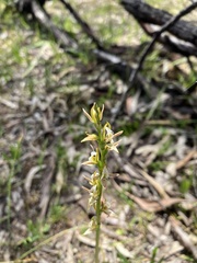 Prasophyllum