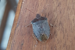 Palomena prasina