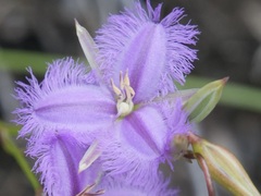 Thysanotus tenellus