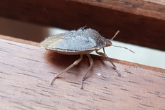 Palomena prasina