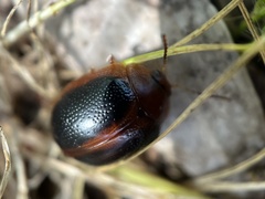 Dicranosterna immaculata