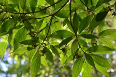 Arachnothryx chiapensis