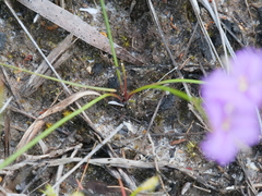 Thysanotus tenellus