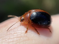 Dicranosterna immaculata