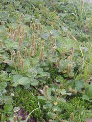Salix arctica