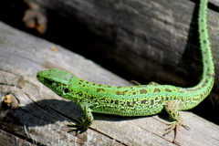 Lacerta agilis exigua