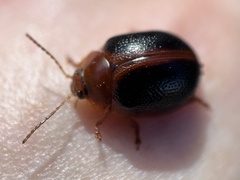 Dicranosterna immaculata