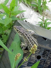 Lacerta agilis exigua
