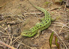 Lacerta agilis exigua