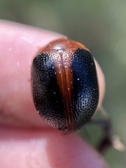 Dicranosterna immaculata