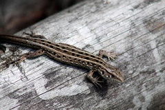 Lacerta agilis exigua