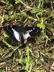 Charaxes ethalion