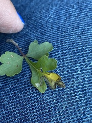 Stigmella prunifoliella