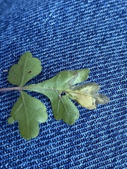 Stigmella prunifoliella