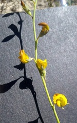 Lebeckia pauciflora