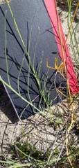 Lebeckia pauciflora