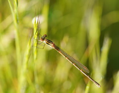 Austrolestes analis