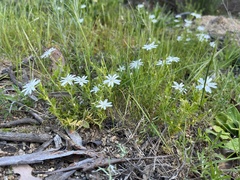 Stellaria pungens