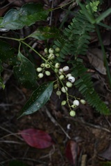 Chiococca phaenostemon