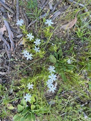 Stellaria pungens