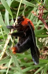 Xylocopa flavorufa