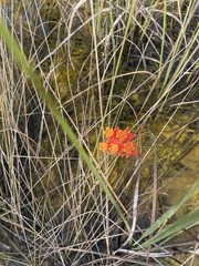 Asclepias lanceolata