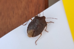 Palomena prasina