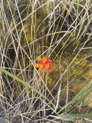 Asclepias lanceolata