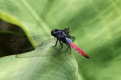 Orthetrum schneideri
