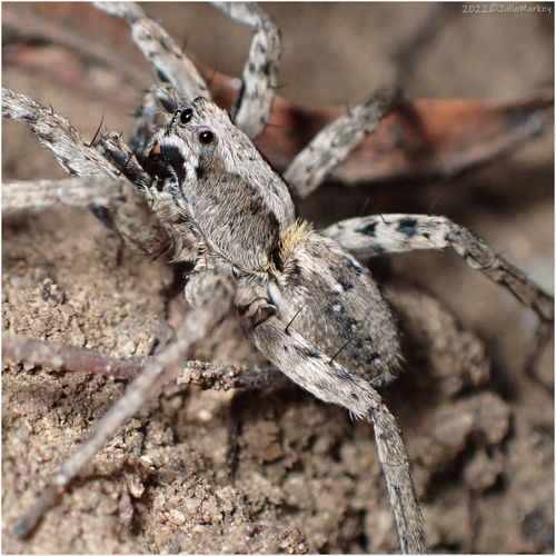 Koch's Wolf Spider