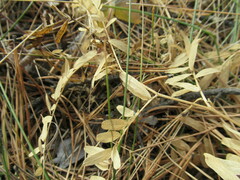 Vicia nervata