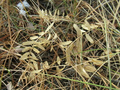 Vicia nervata